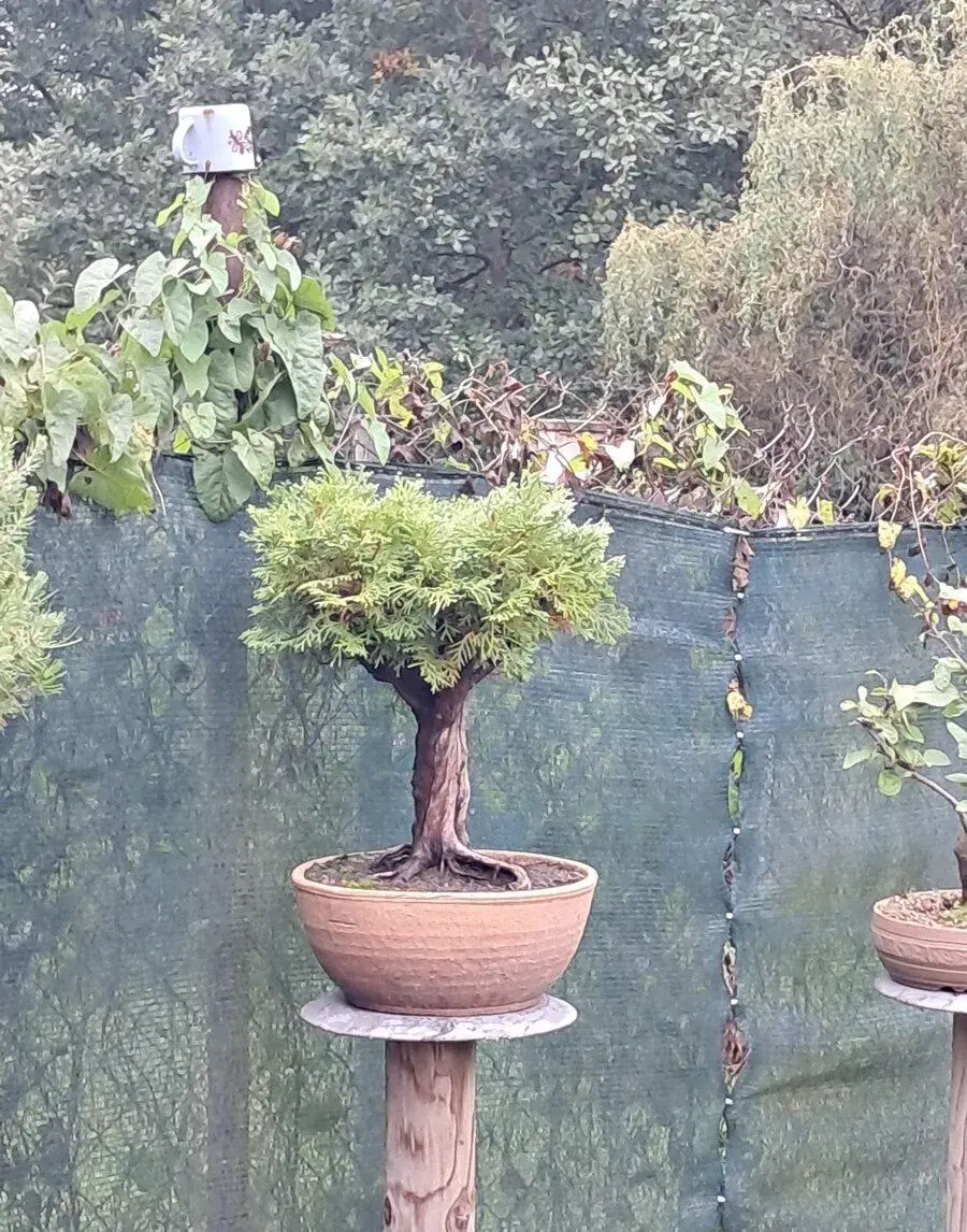Bonsaj bonsai Thuje
