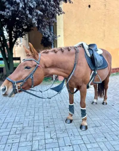 Perspektivní pony klisnu