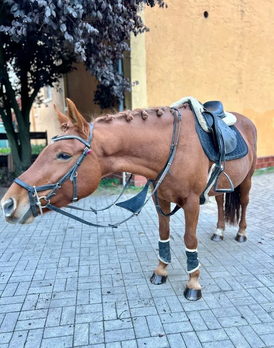 Perspektivní pony klisnu