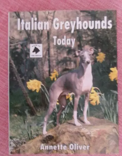 Italian Greyhounds Today.