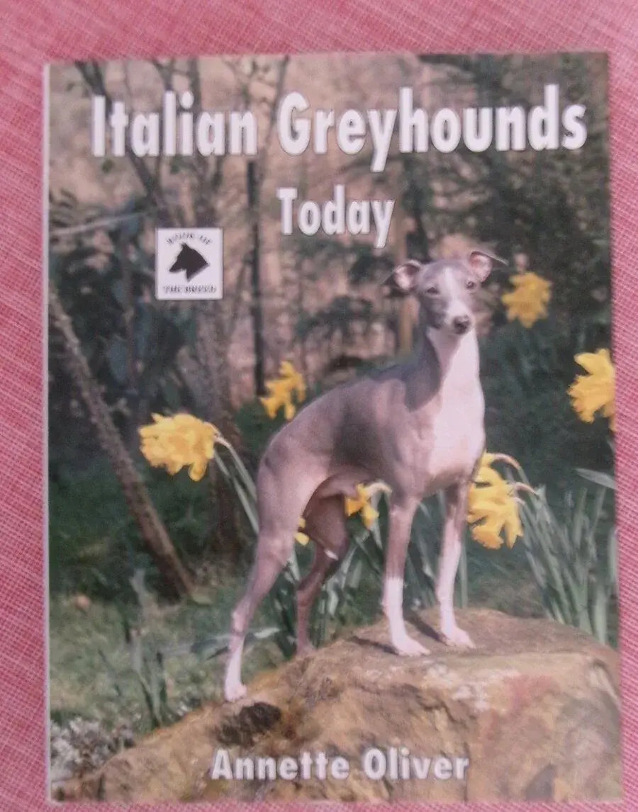 Italian Greyhounds Today.