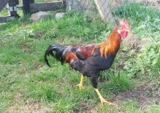 Kohouti