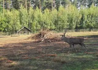 Jelen, laň