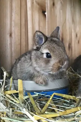 Mláďata zakrslých králíčků z chovu mistra Evropy