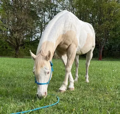 Prodej koně