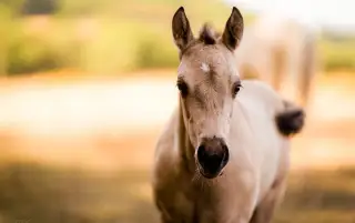 smoky grullo roan hřebec American Quarter Horse