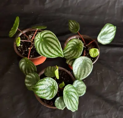 Krásné mladé pokojové rostliny Peperomia Watermelon, Fikus,