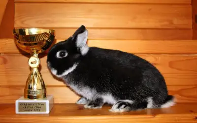 Zakrslá bílopesíkatá černá samička
