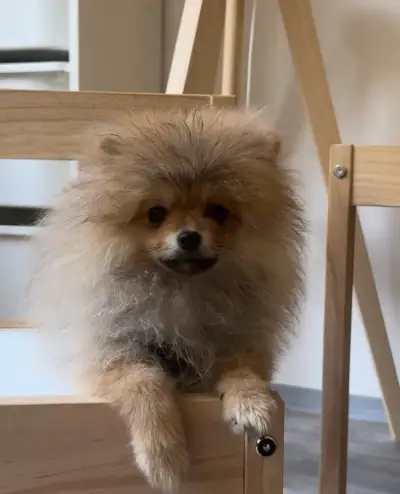 Mini fenečka pomeranian