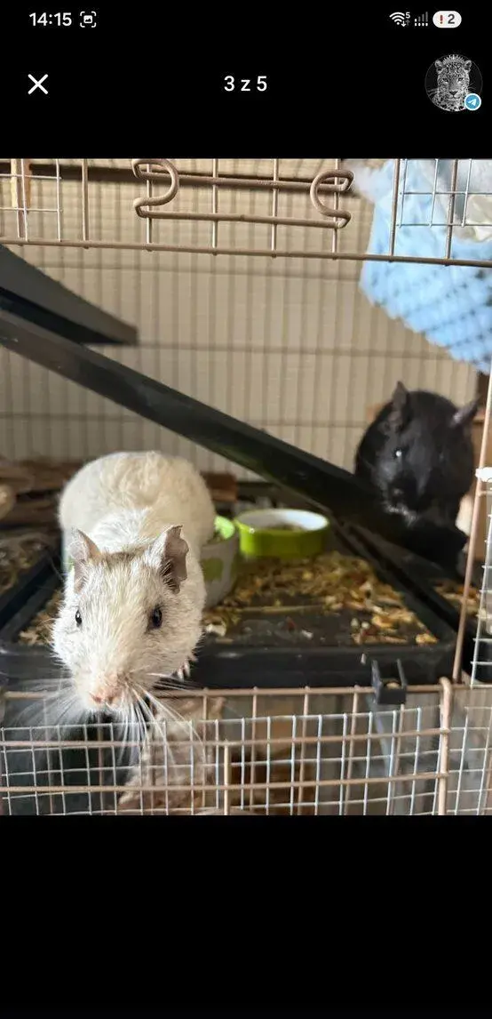 Dva roční osmáky degu