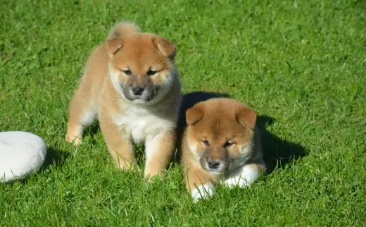 Shiba inu