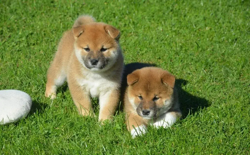 Shiba inu