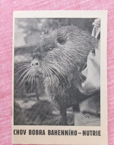 Chov bobra bahenního- nutrie.