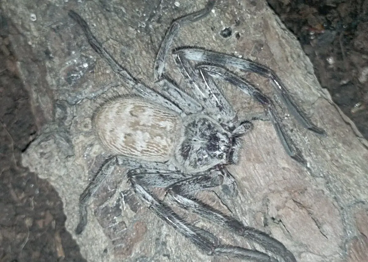 Holconia Murrayensis