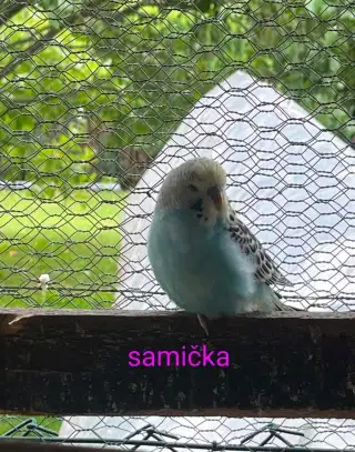 ANDULKA vlnkovaná
