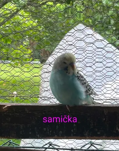 ANDULKA vlnkovaná