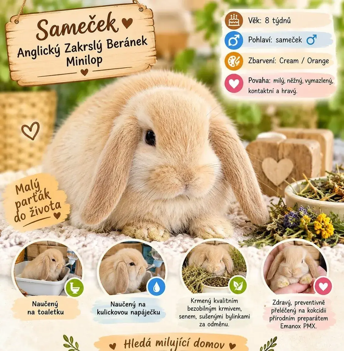 SAMEČEK - Anglický Zakrslý Beránek MiniLop - Juky