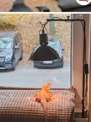 Hamaka, lampa, stojan, výhřevná podložka, box na chov švábů