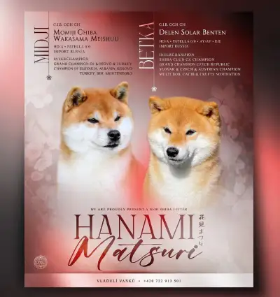 Shiba inu s PP/FCI