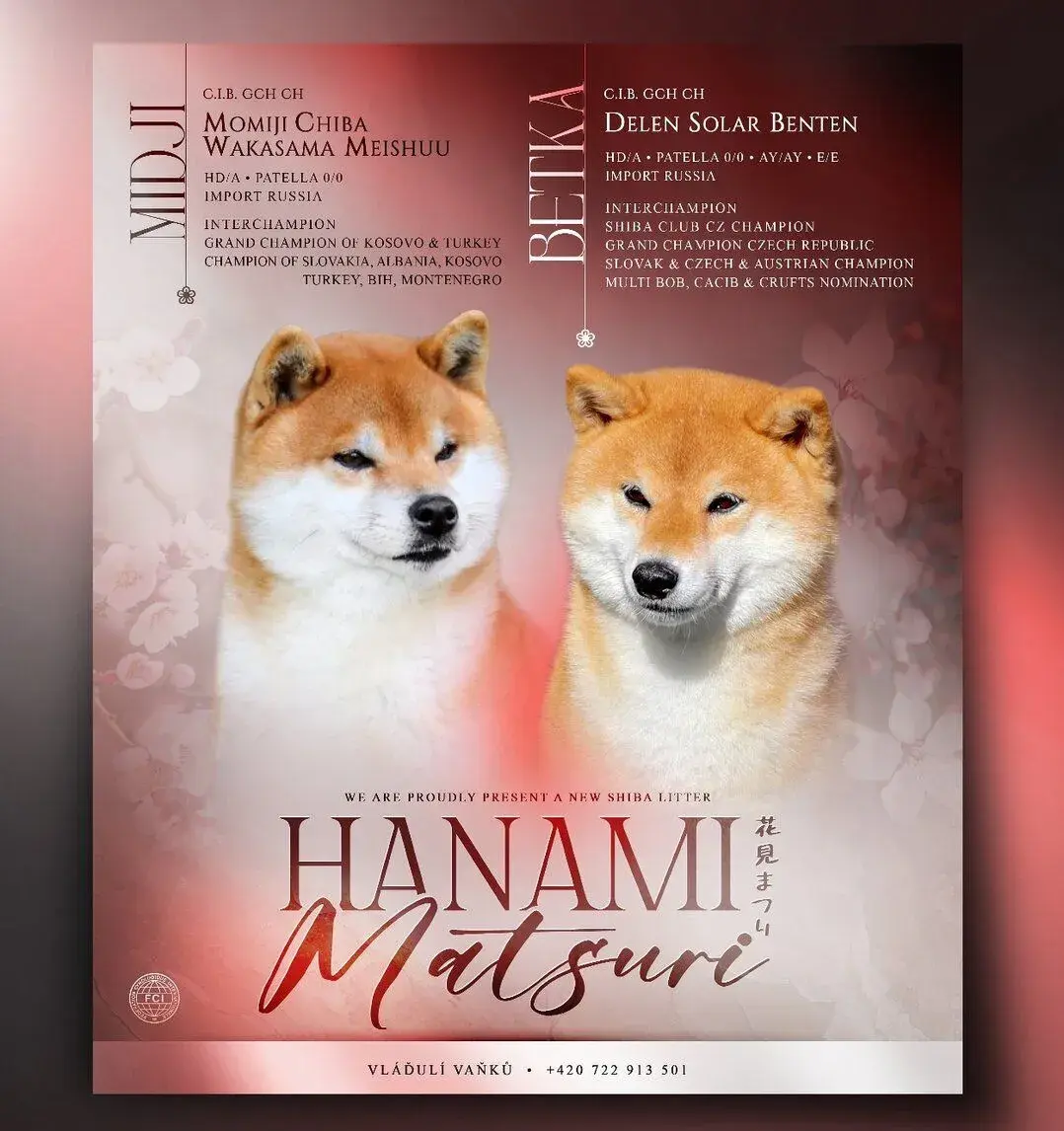 Shiba inu s PP/FCI