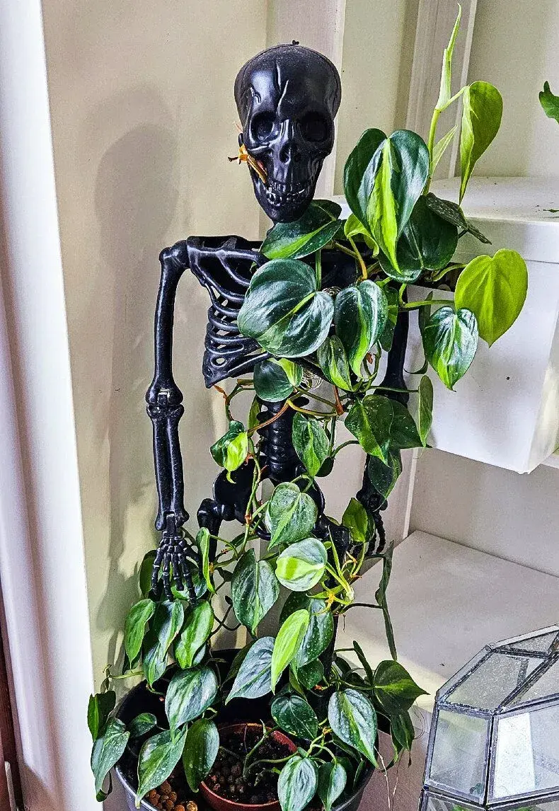 Philodendron brasil