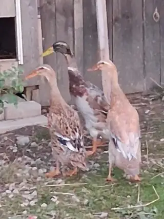 indický běžci