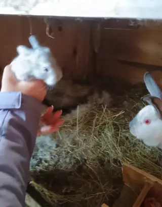 Králíky křížence kalifornský a anglickým stříbrným