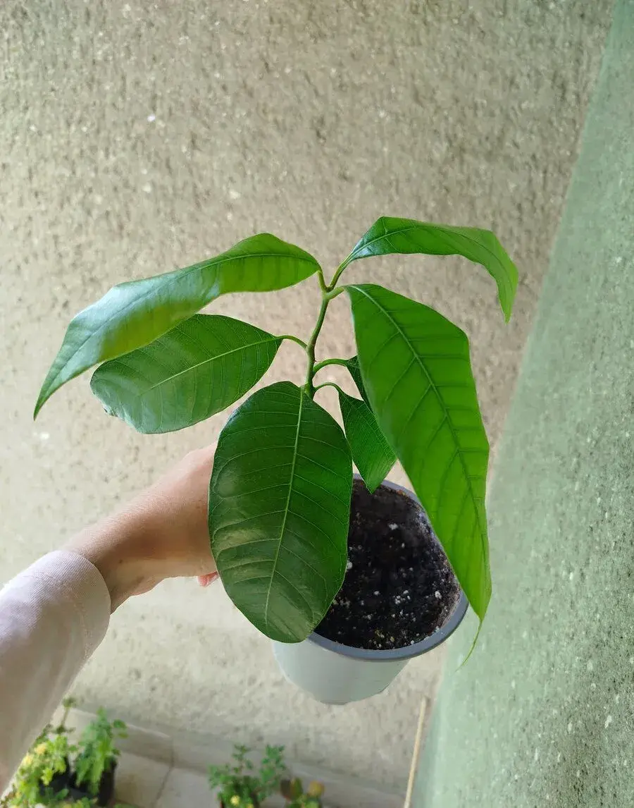 Mango