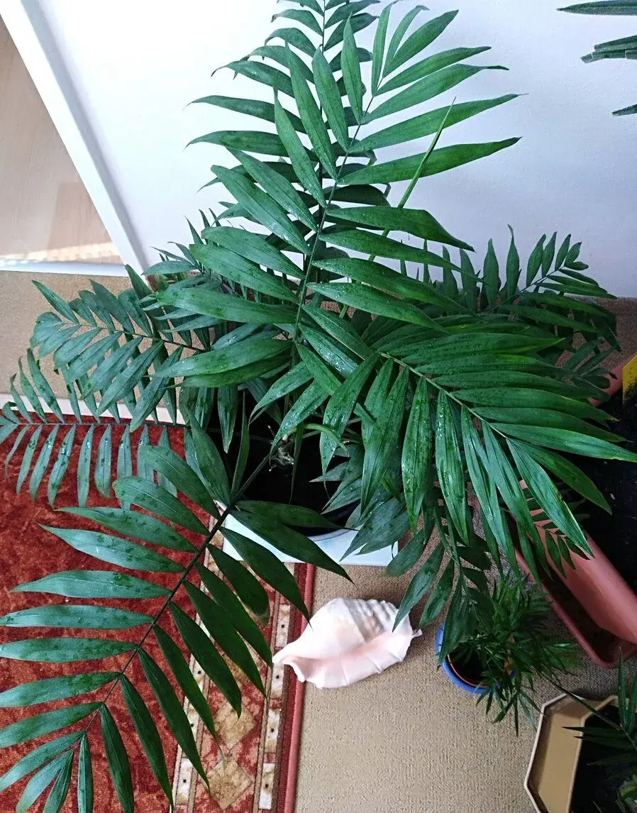 PALMA HORSKÁ - Chamaedorea elegans