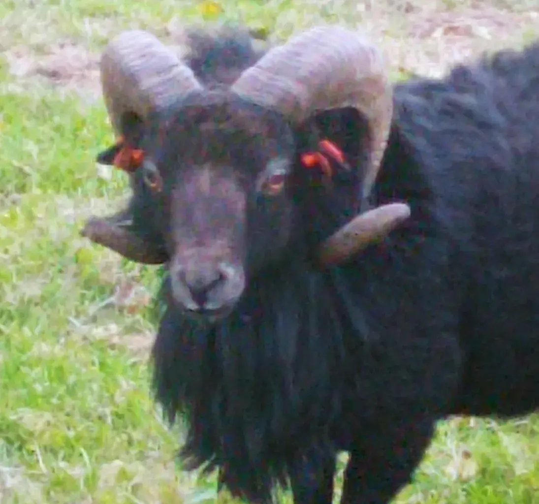Beran Ouessant