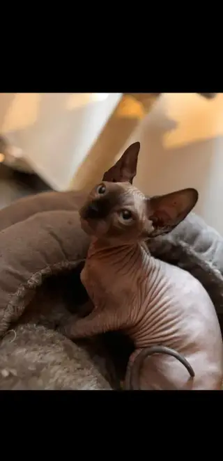 Kotě Sphynx