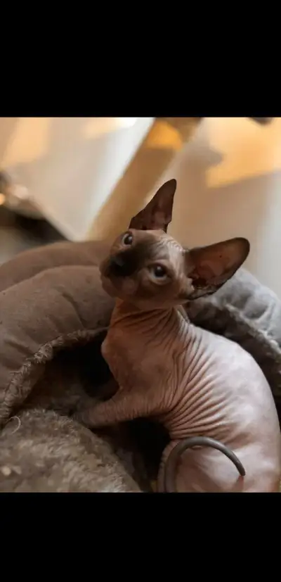 Kotě Sphynx