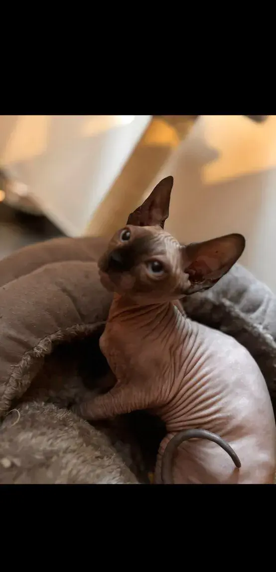 Kotě Sphynx