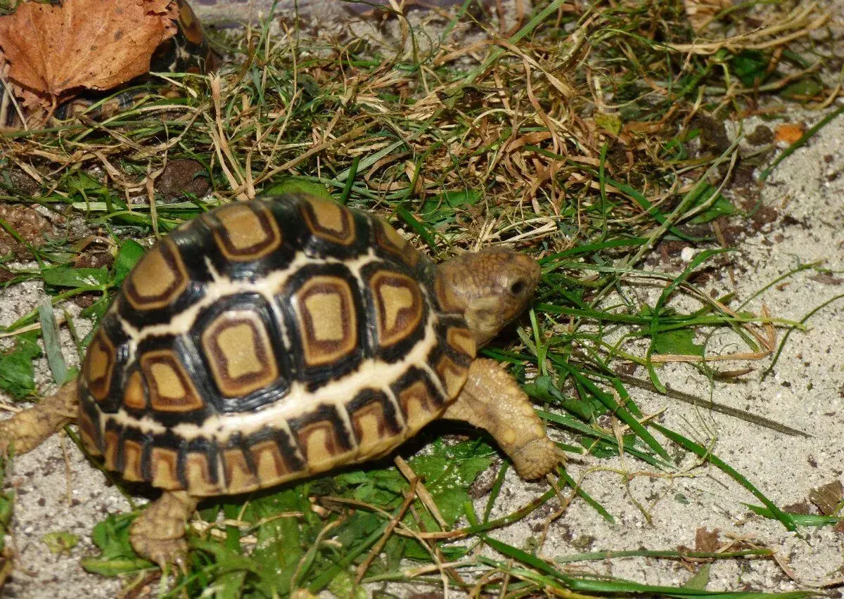 Želva pardálí