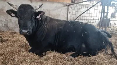 Býk Wagyu 88%