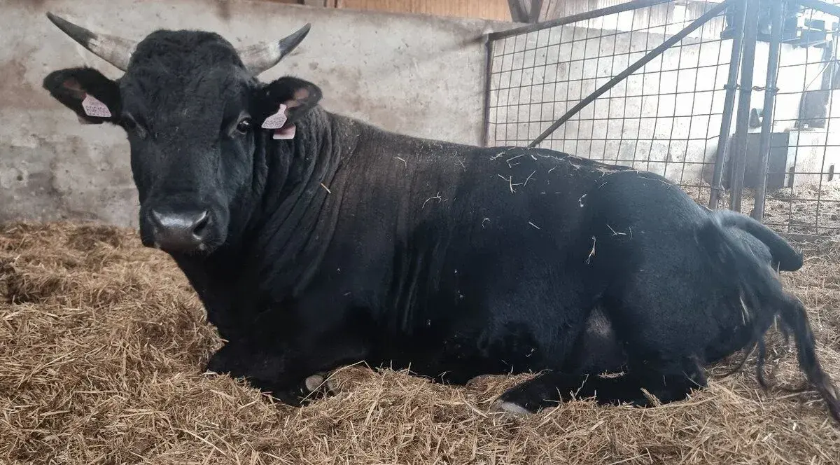 Býk Wagyu 88%