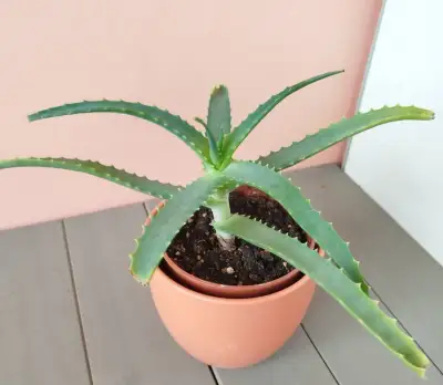 ALOE STROMOVITÁ