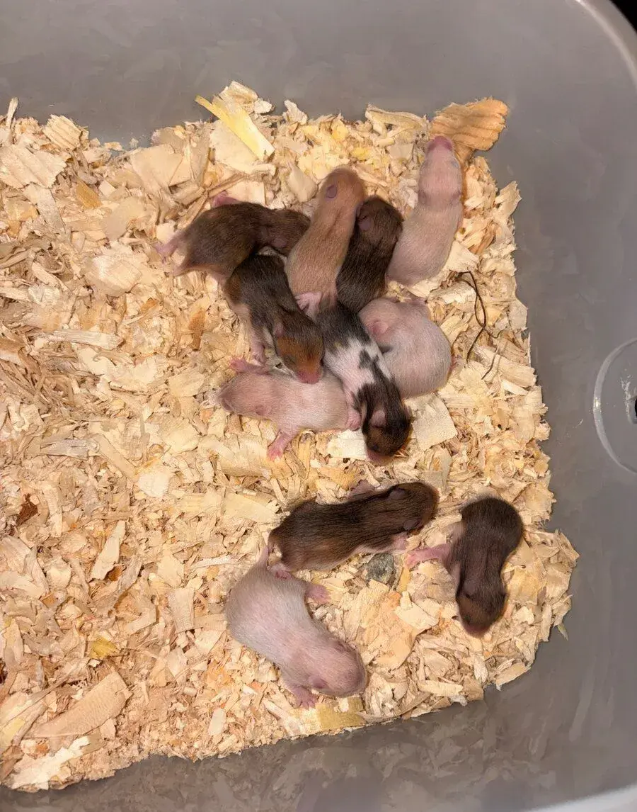 Mláďátka křečka syrského 🐹