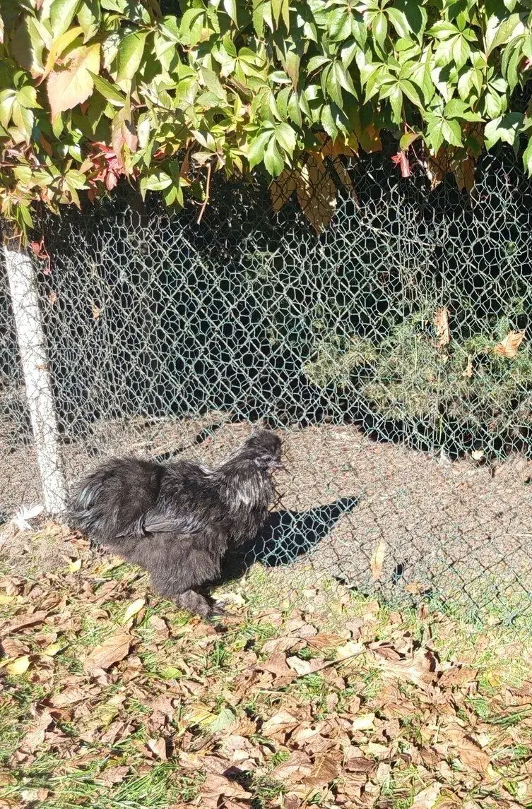 Kohouti hedvábnička