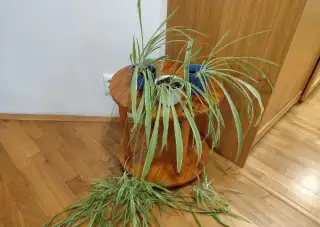 Zelenec chocholatý