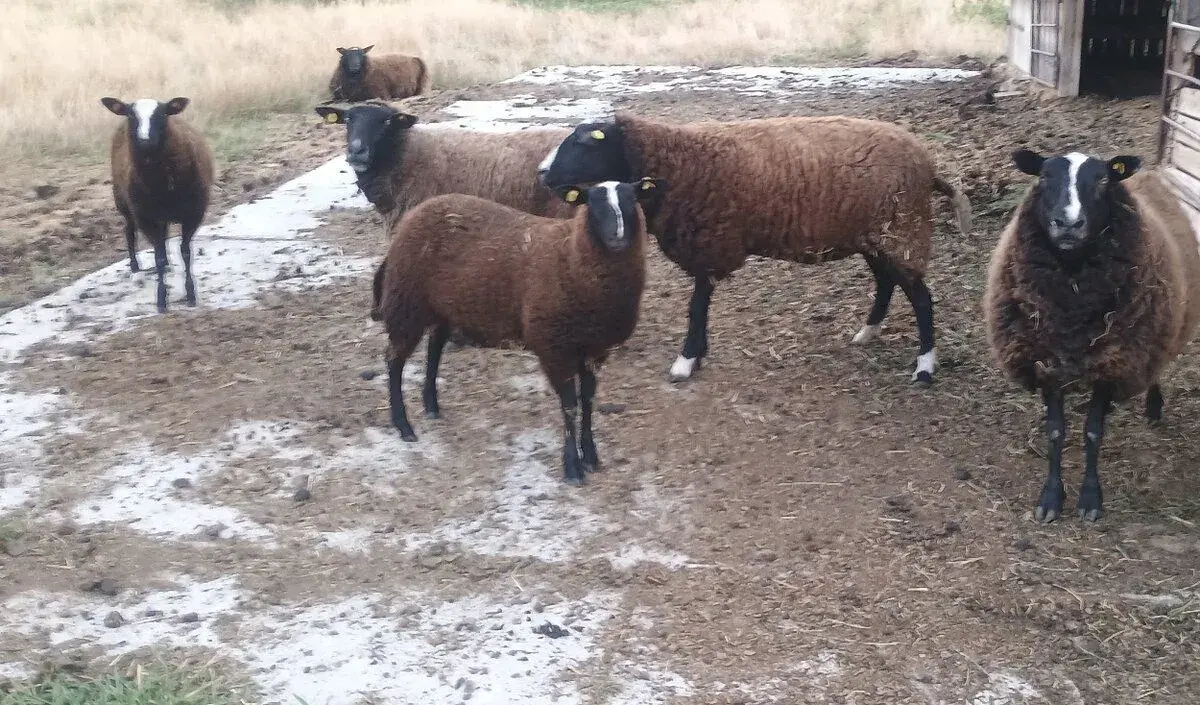 Staré ovce Zwartbles
