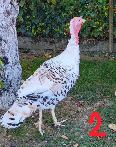 Krocani