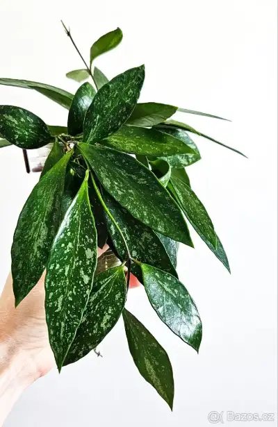 Hoya gracilis