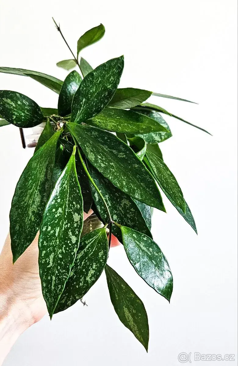Hoya gracilis