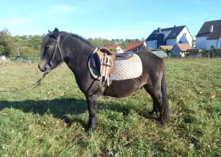 Valach Wpb 2 a půl roku. Hodný pony.