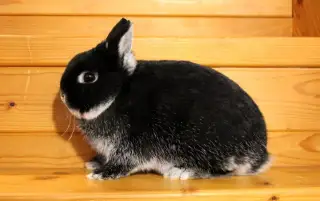 Zakrslý bílopesíkatý černý