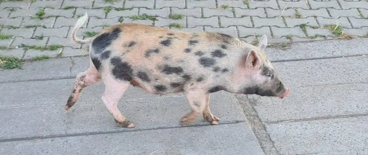 gottingenské miniprase