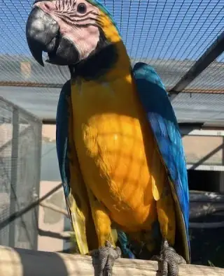 Ara Ararauna 3,0