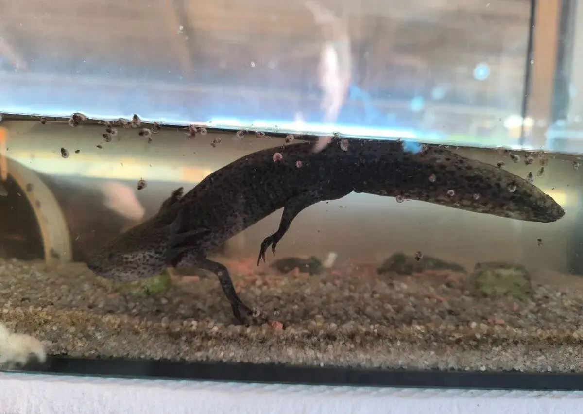 Axolotl Mexicky