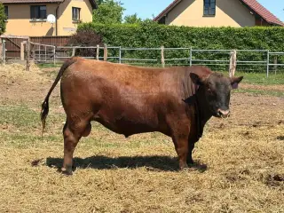K prodeji plemenné býky plemene Aberdeen Angus 100%